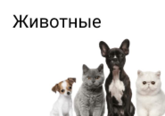 Животные